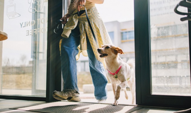a dog and person walking through a doorway